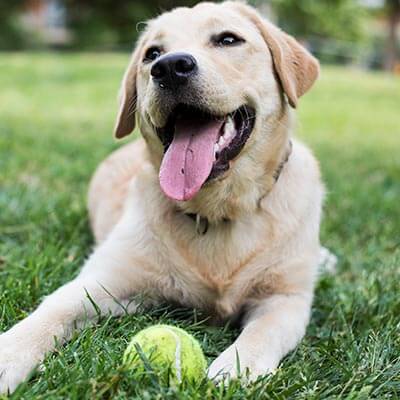 A dog with a tennis ball