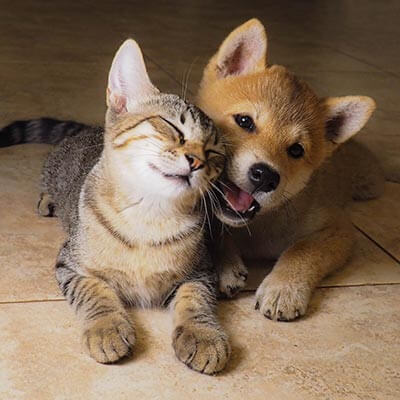 A puppy chewing on a cat