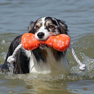 A dog with a water toy