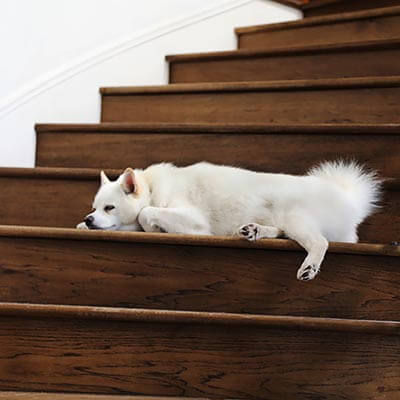 A dog sleeping on a stair