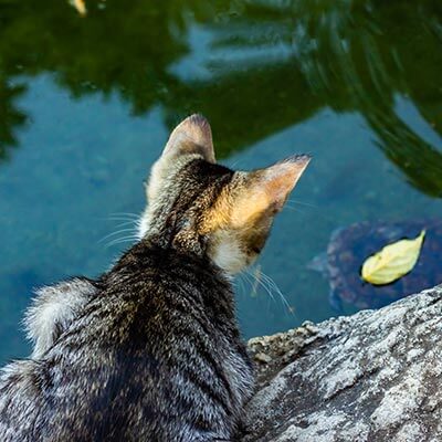 A cat looking at a floating leaf
