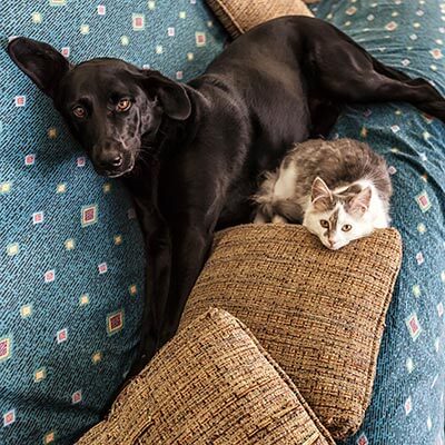 Dog and cat on couch