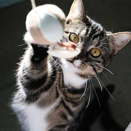 Cat reaching Cat reaching