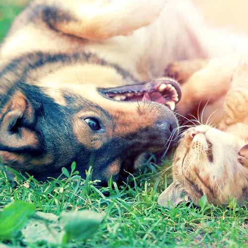 Dog and Cat in Grass Dog and Cat in Grass