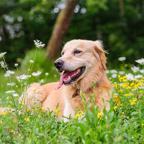 Dog in Grass Dog in Grass