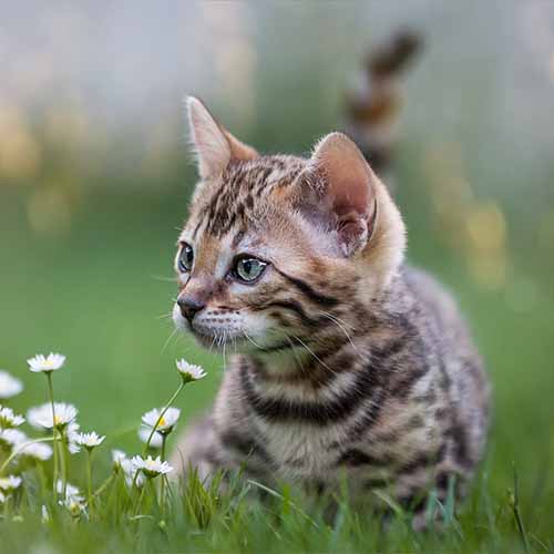 Cat in Flowers Cat in Flowers