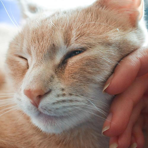 A cat being comforted A cat being comforted