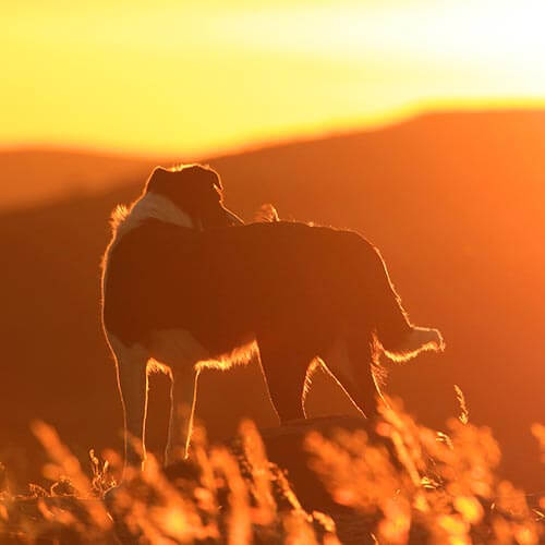 A dog looking at a sunset A dog looking at a sunset