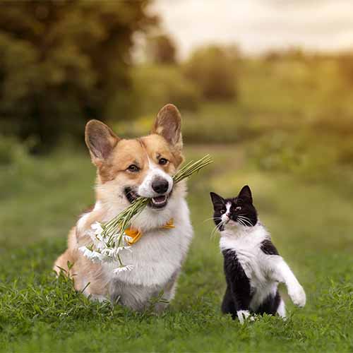 Dog and Cat Dog and Cat