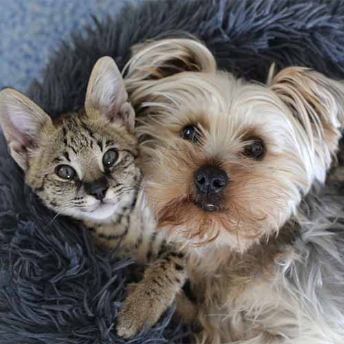 Dog and Cat in Grass Dog and Cat in Grass