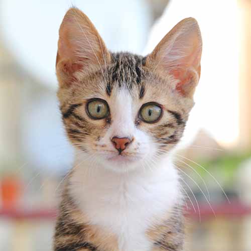 Kitten Kitten